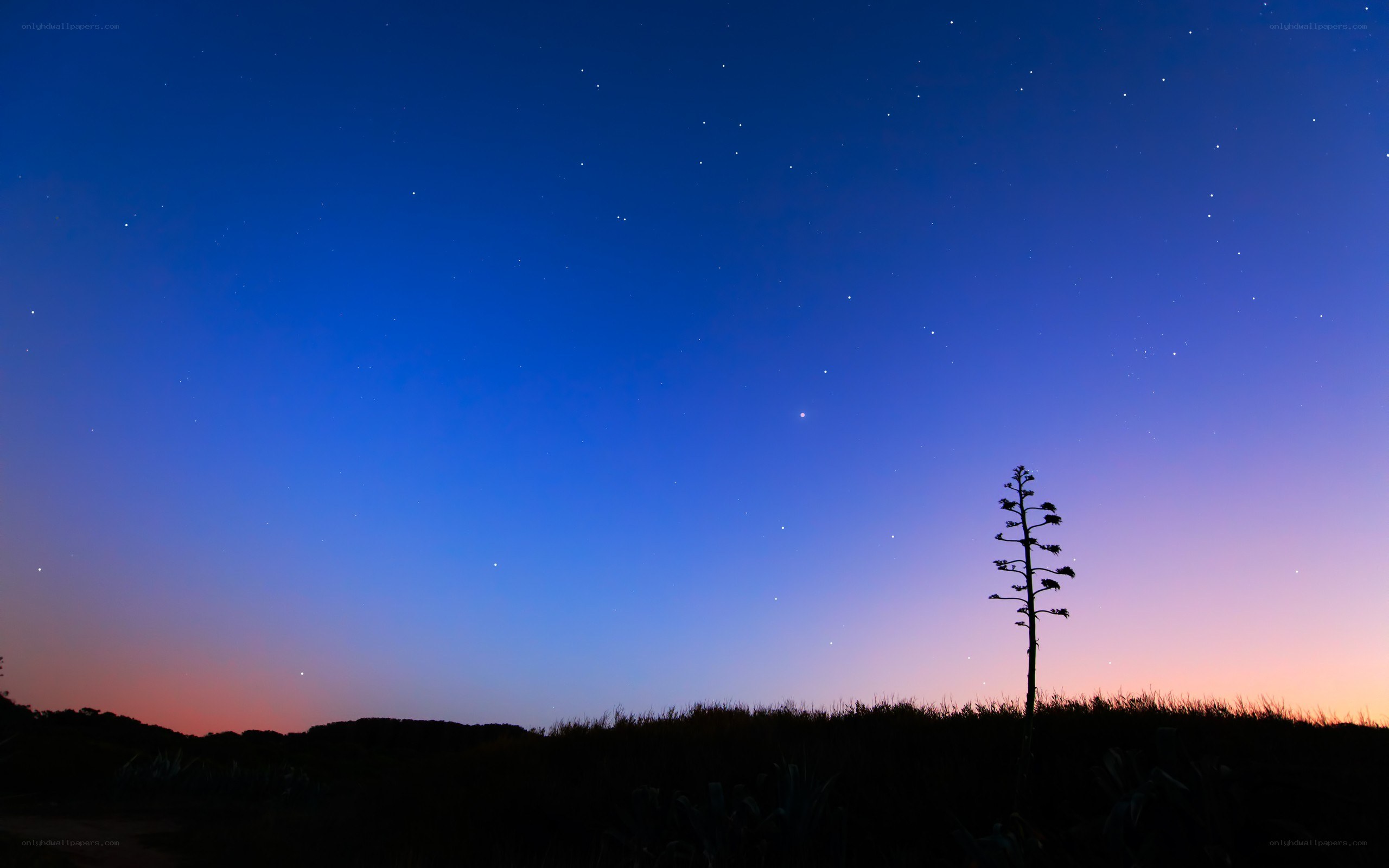 Starry night with silhouetted plant