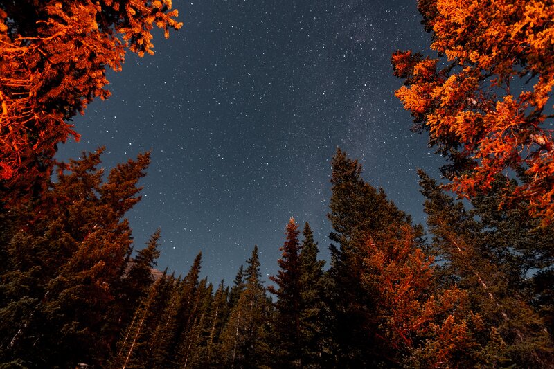 Starry Sky over Trees — Dark Blue