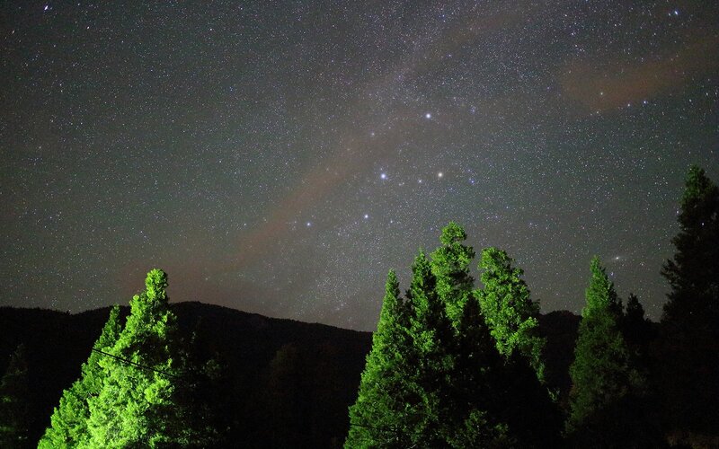 Starry Sky over Trees — Green