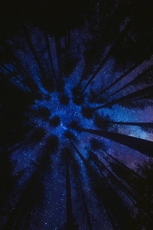 Starry Sky Through Trees