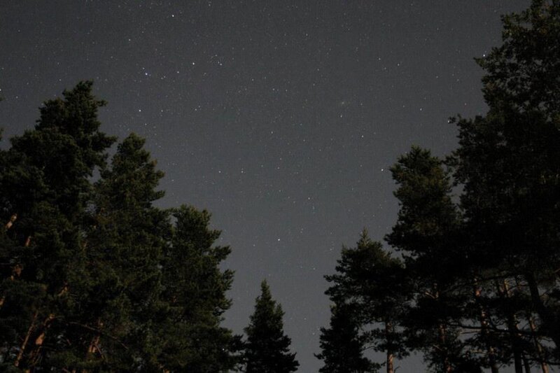 Stars Above Pine Trees