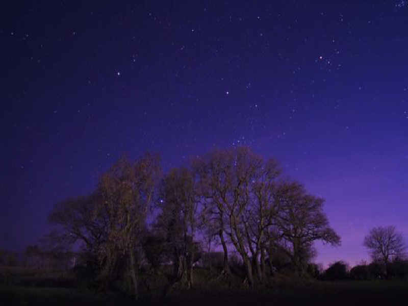 Stars over bare trees