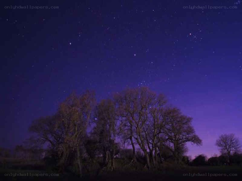 Stars over bare trees