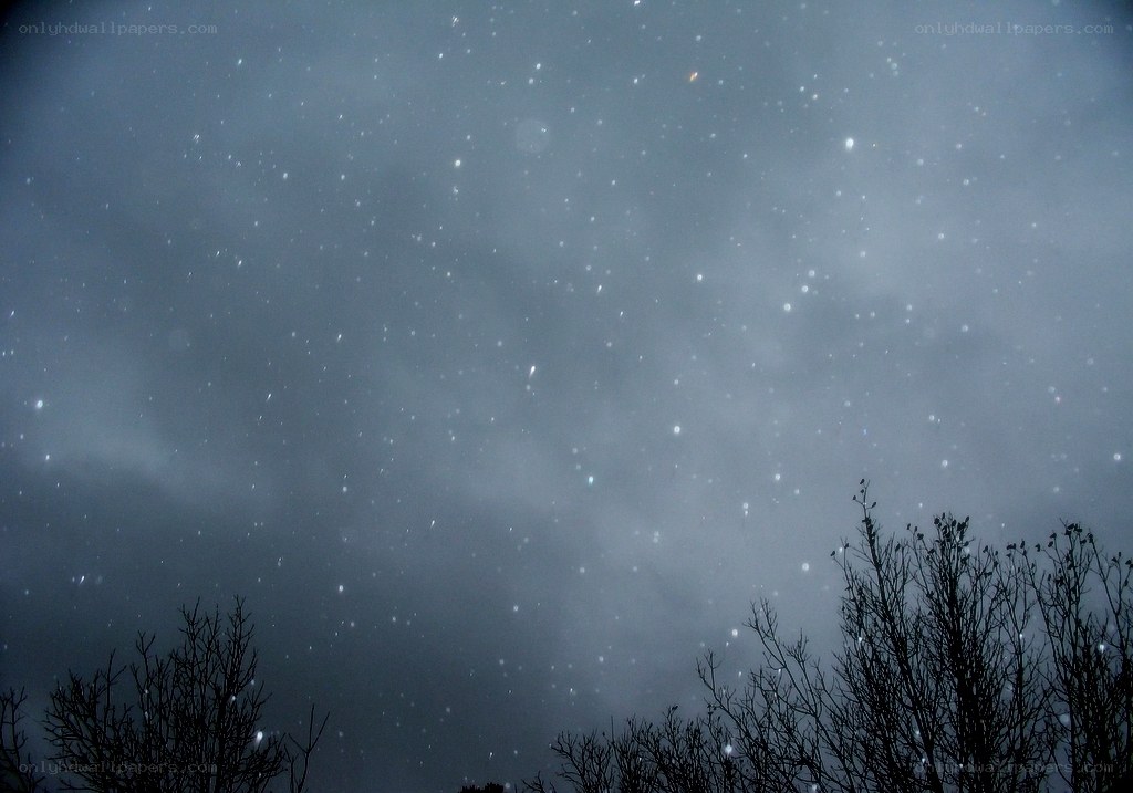 Stars over bare trees