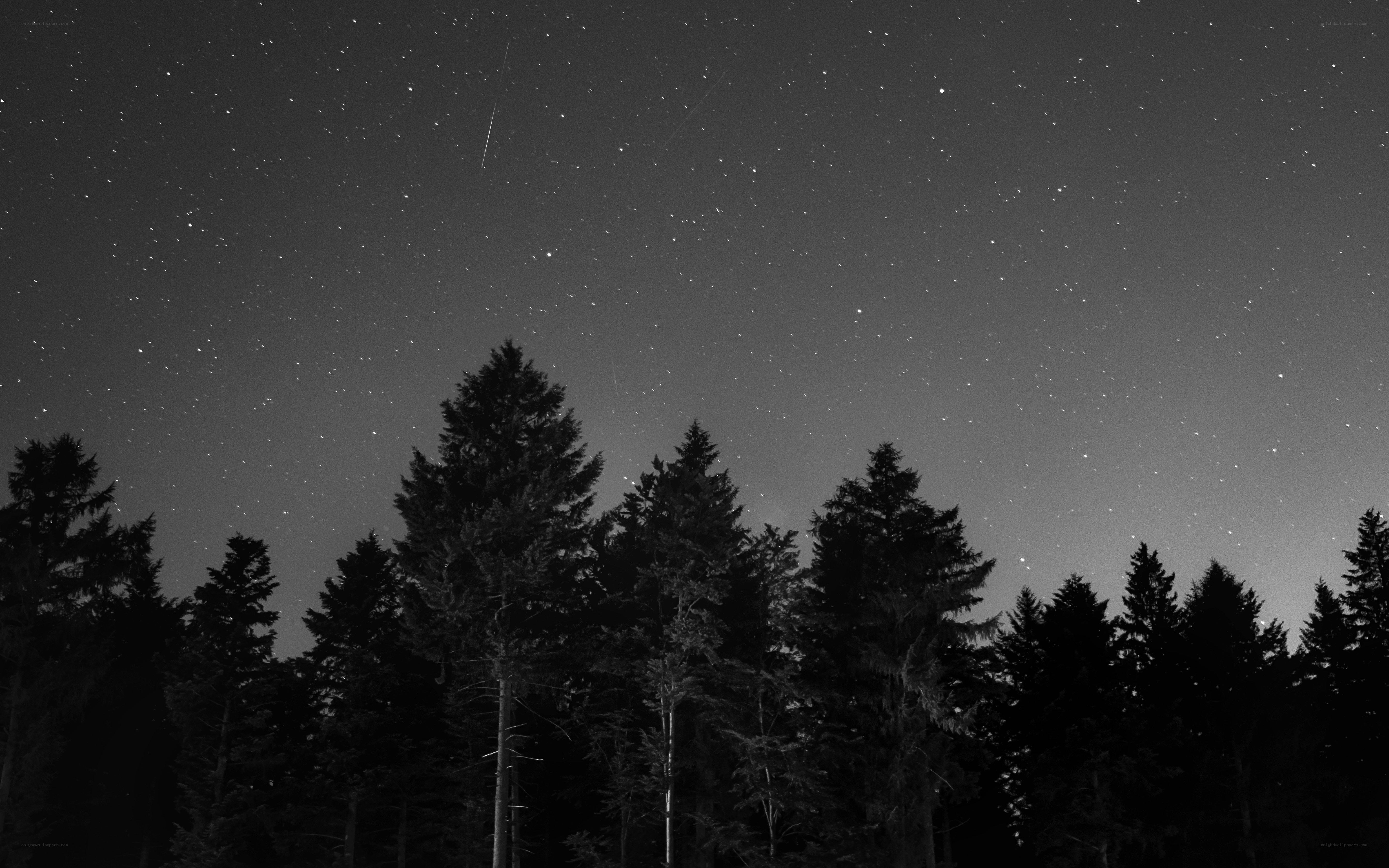 Stars over forest silhouette