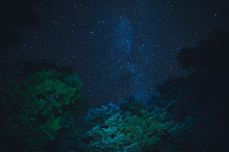 Stars over Forest