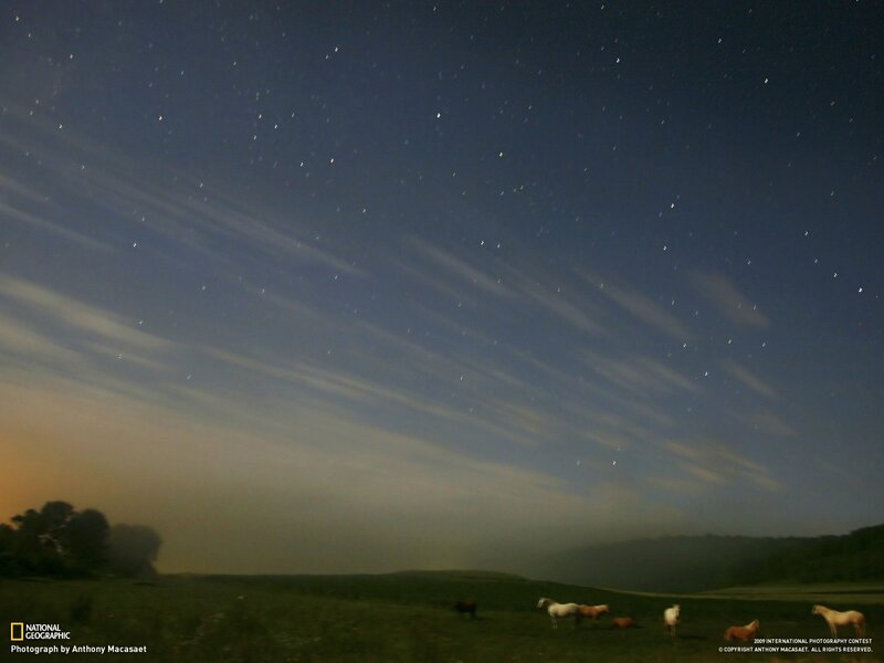 Stars over grazing horses