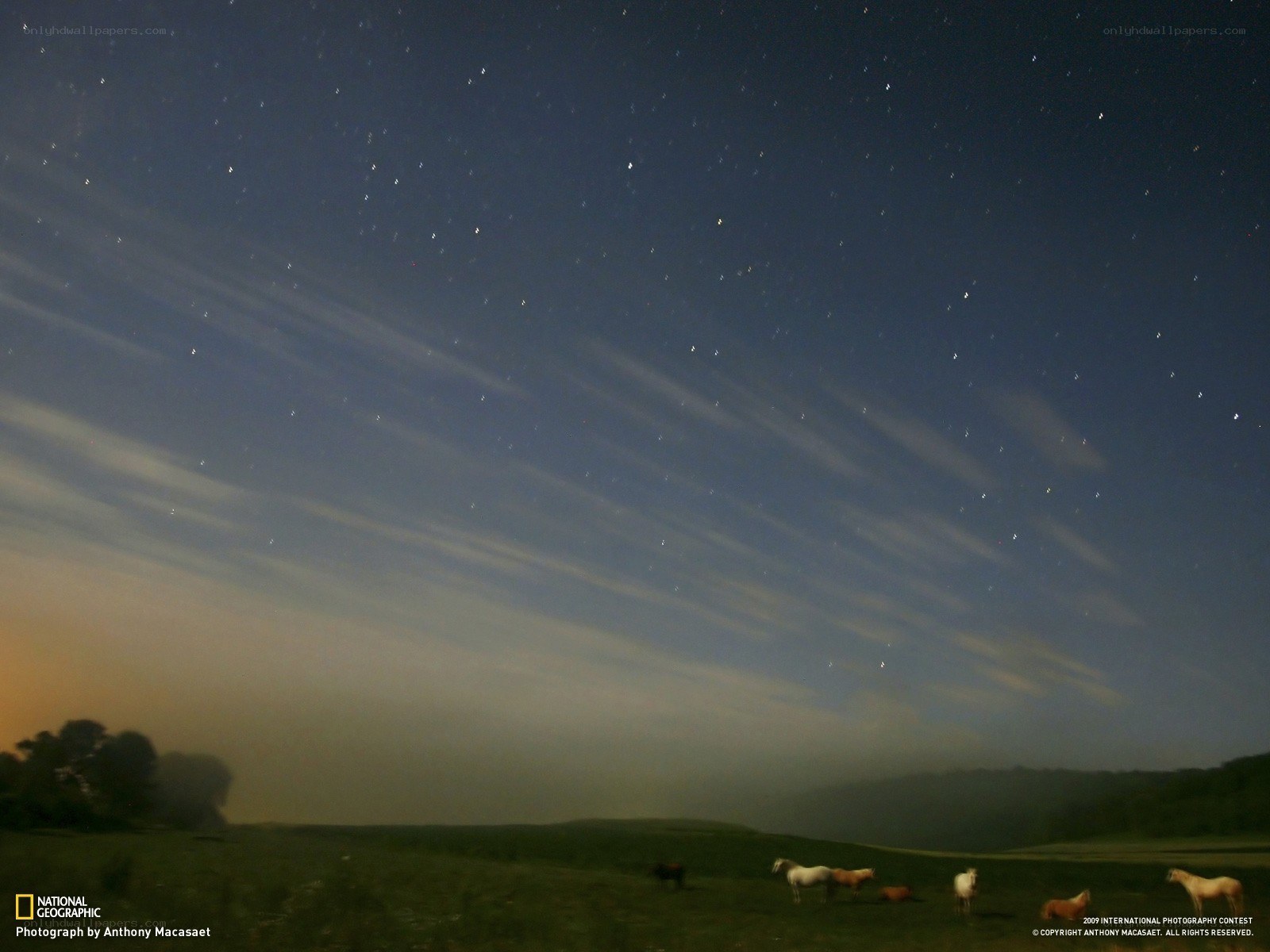 Stars over grazing horses