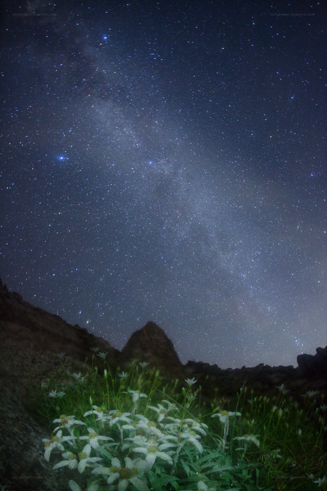 Stars over mountain flowers