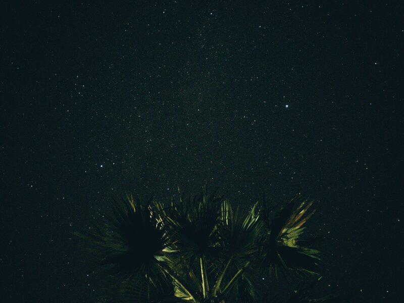 Stars over palm trees