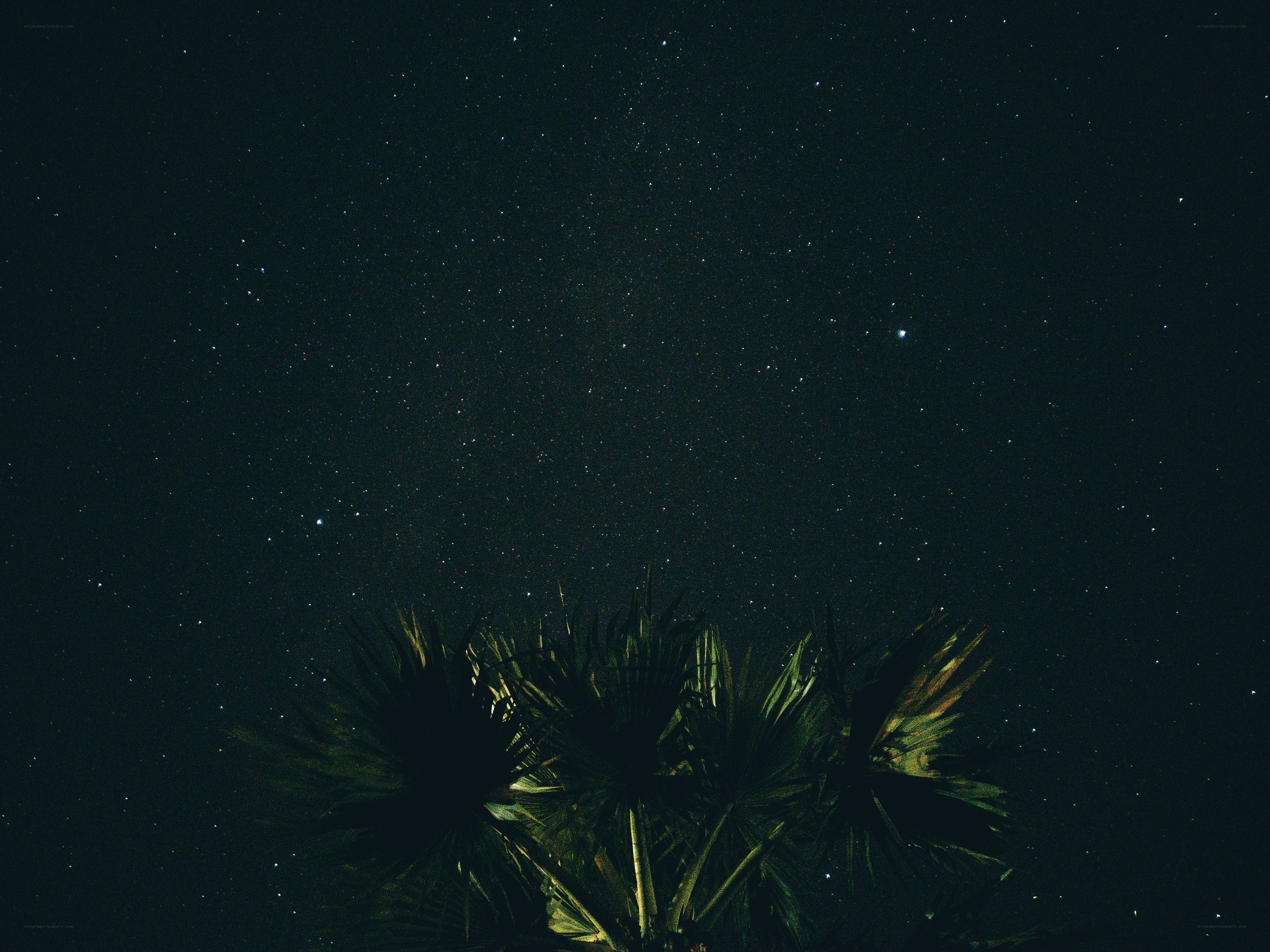 Stars over palm trees