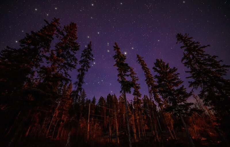 Stars over Pine Trees