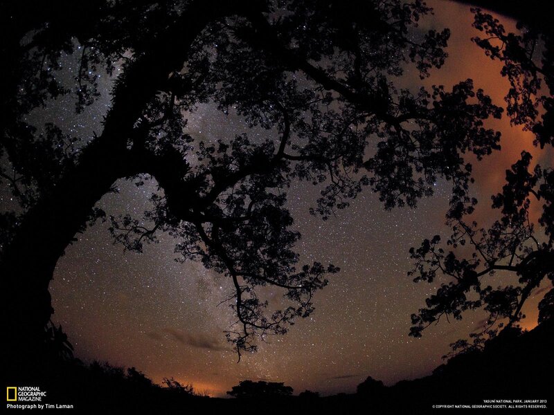 Stars over Yasuni National Park