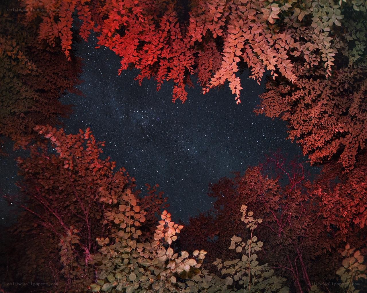 Stars through autumn leaves