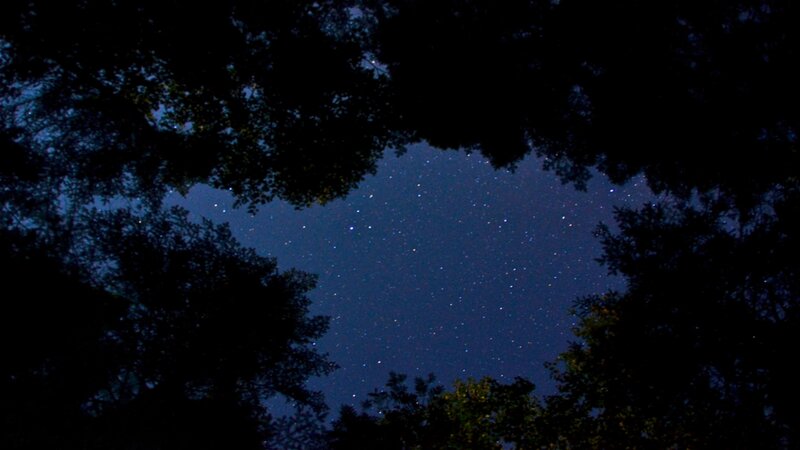 Stars Through Tree Canopy