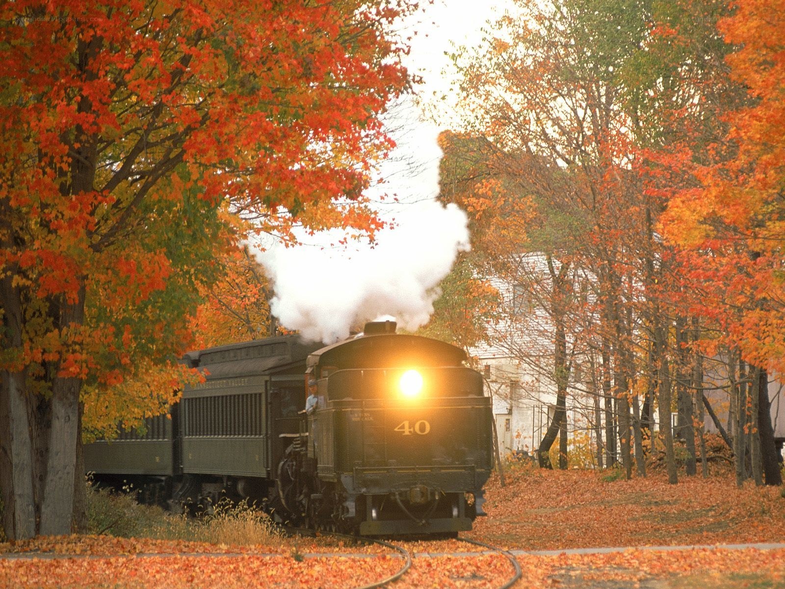 Steam train in autumn foliage