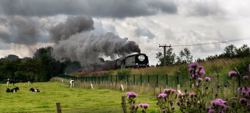 Steam Train in Field — Green, Dramatic
