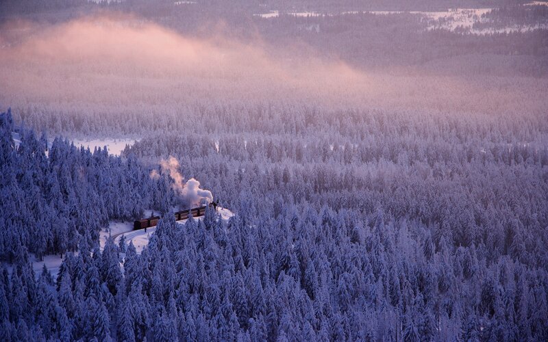 Steam Train in Forest — Purple, Serene