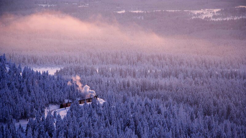 Steam Train in Forest — Purple