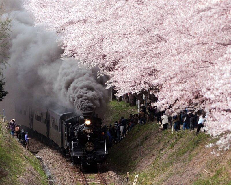Steam train under cherry blossoms