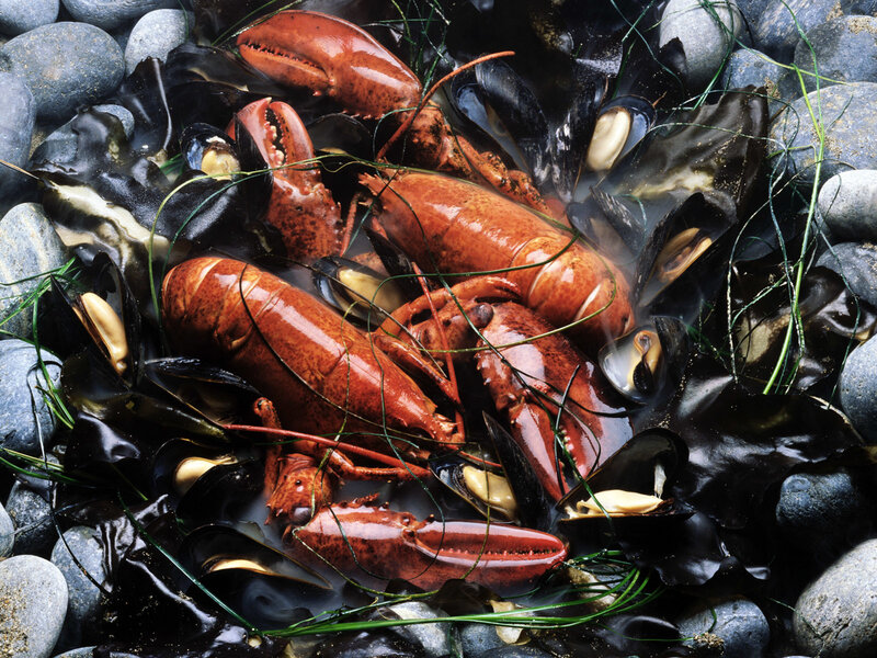 Steamed lobsters and mussels
