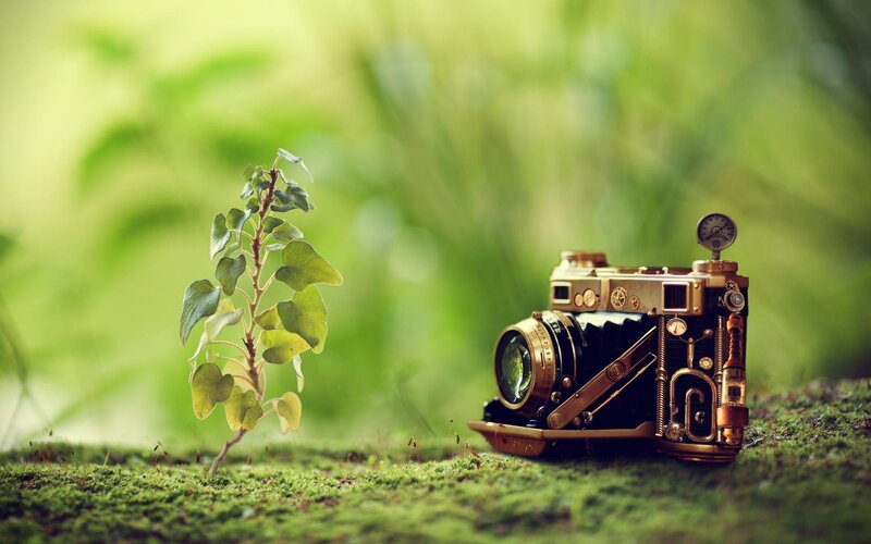 Steampunk Camera and Plant — Green