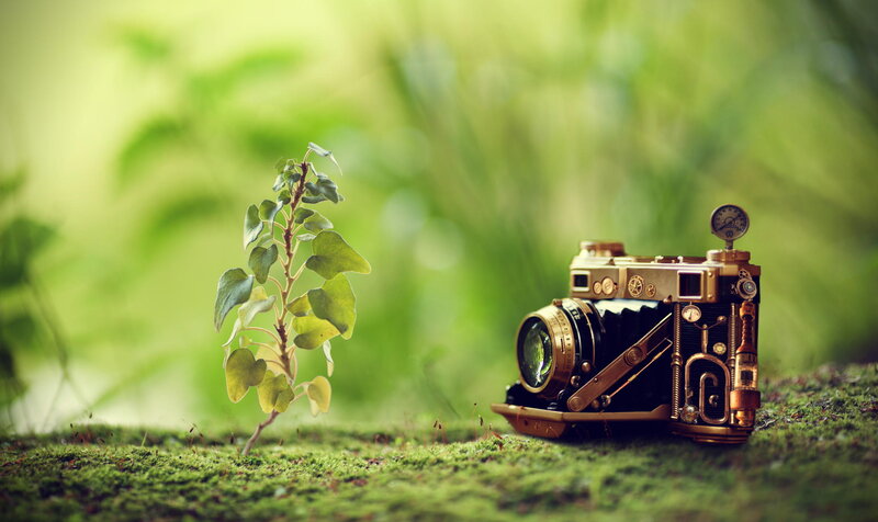 Steampunk Camera and Plant