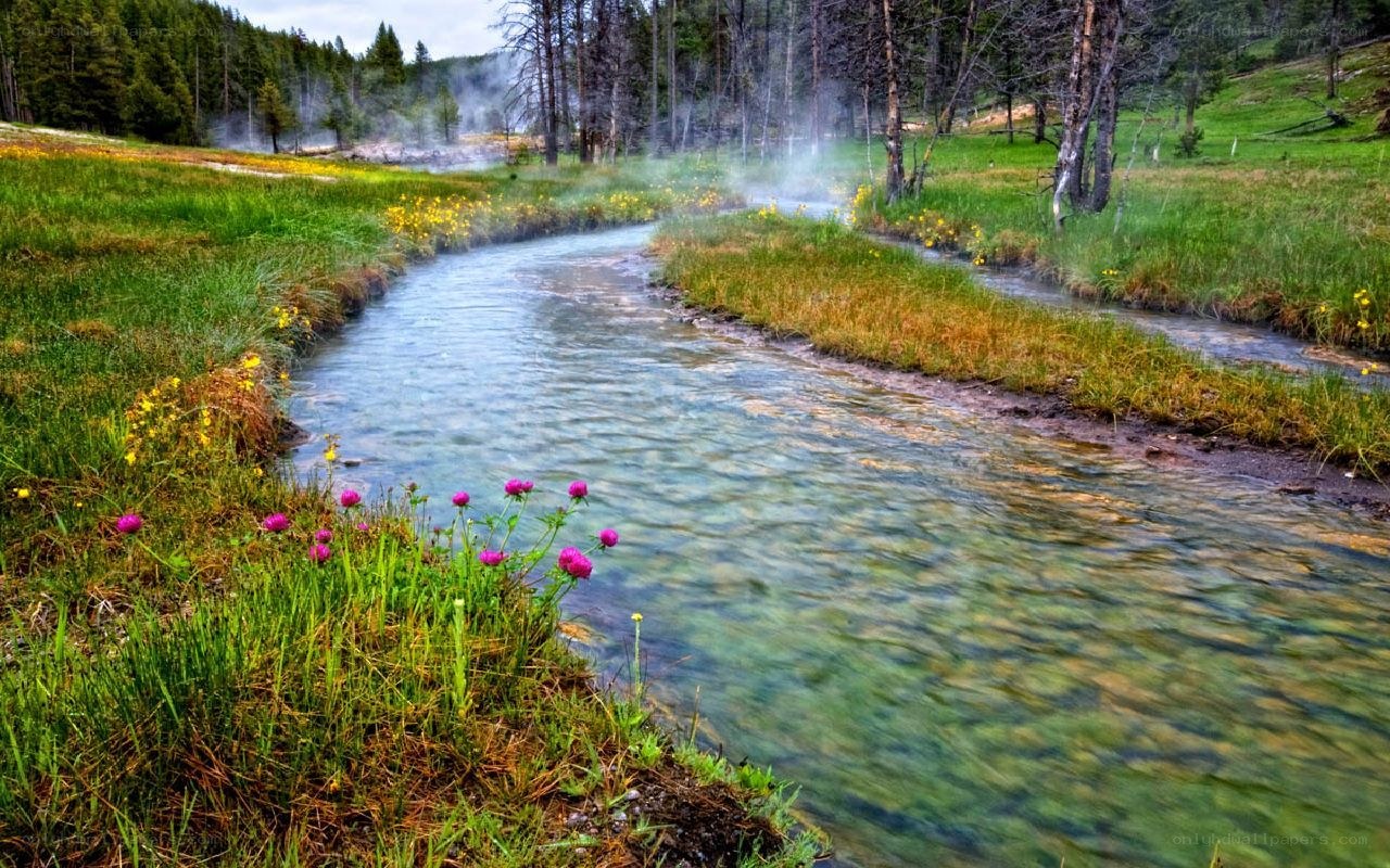 Steamy stream in forest meadow