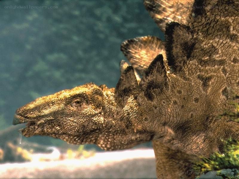 Stegosaurus dinosaur model