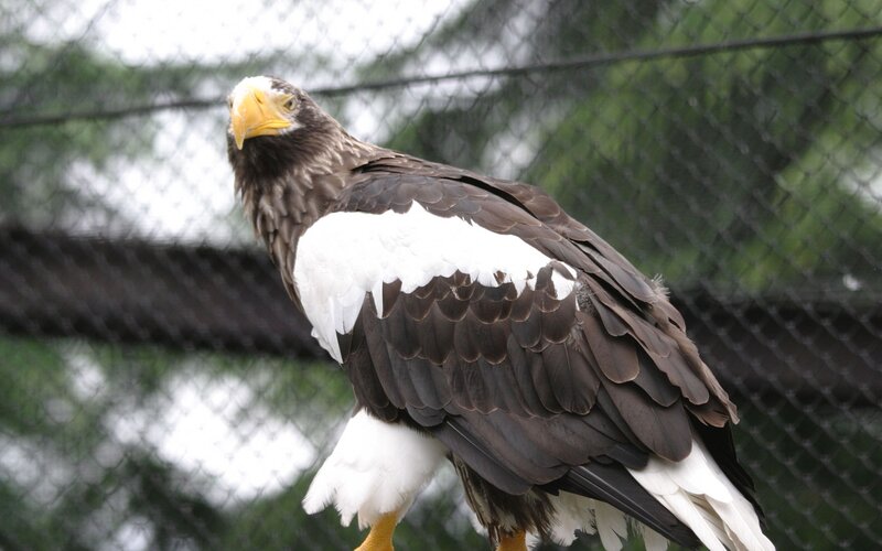 Steller's sea eagle