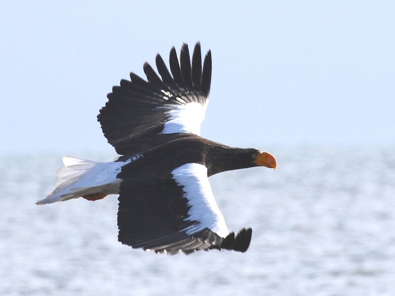 Steller's Sea Eagle — Black