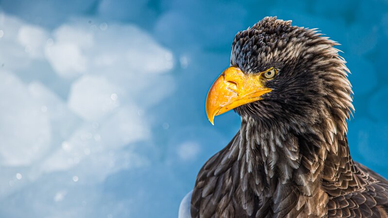 Steller's Sea Eagle — Blue