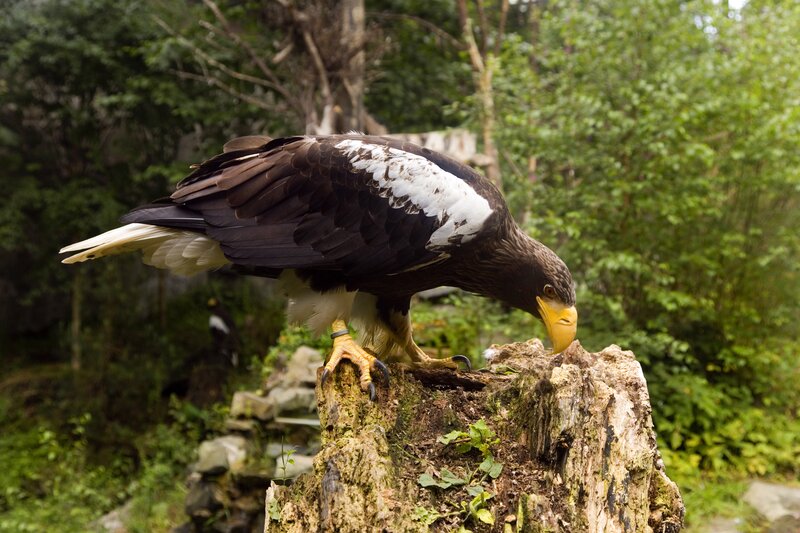 Steller's Sea Eagle — Brown