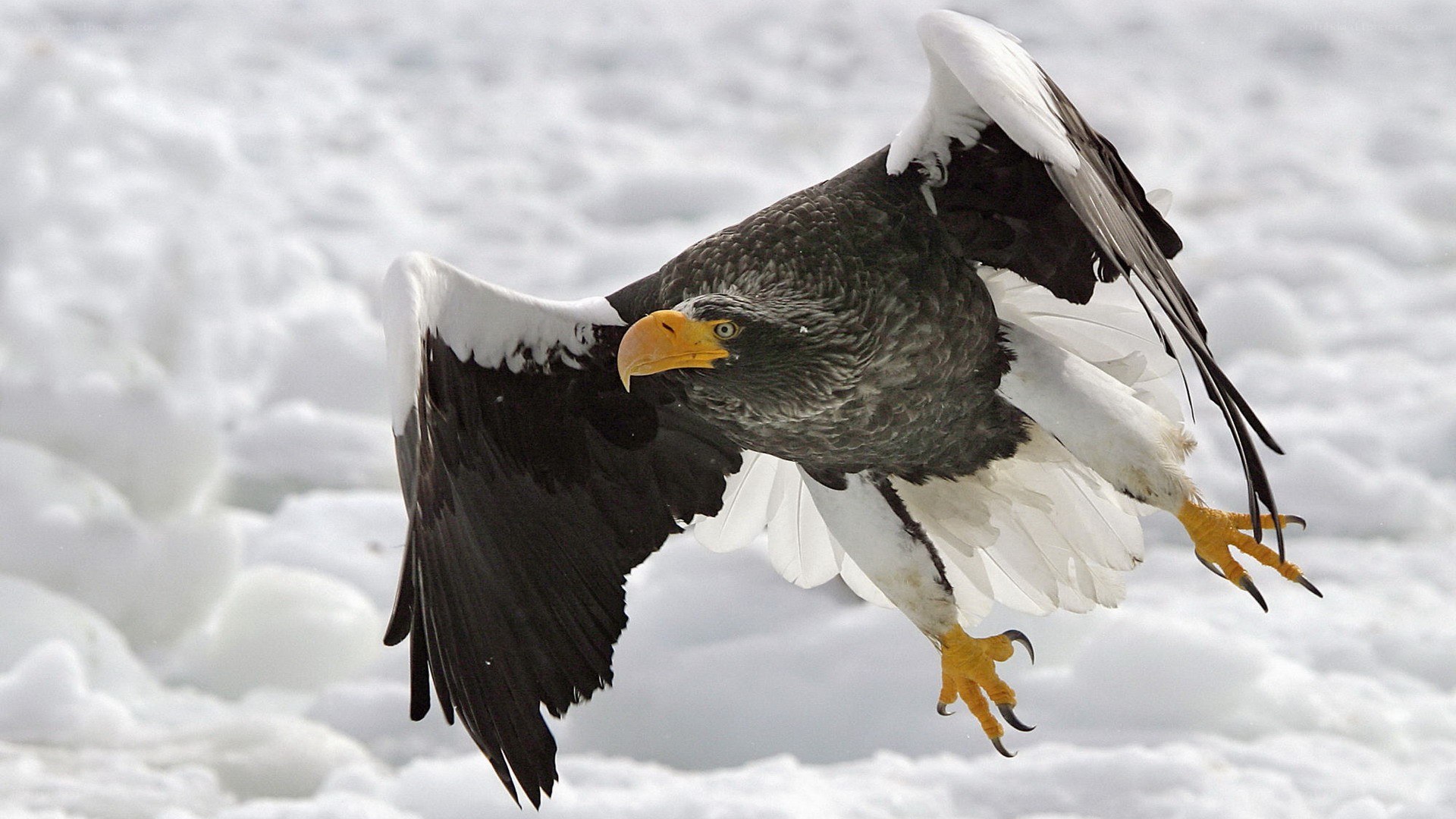Steller's sea eagle in flight