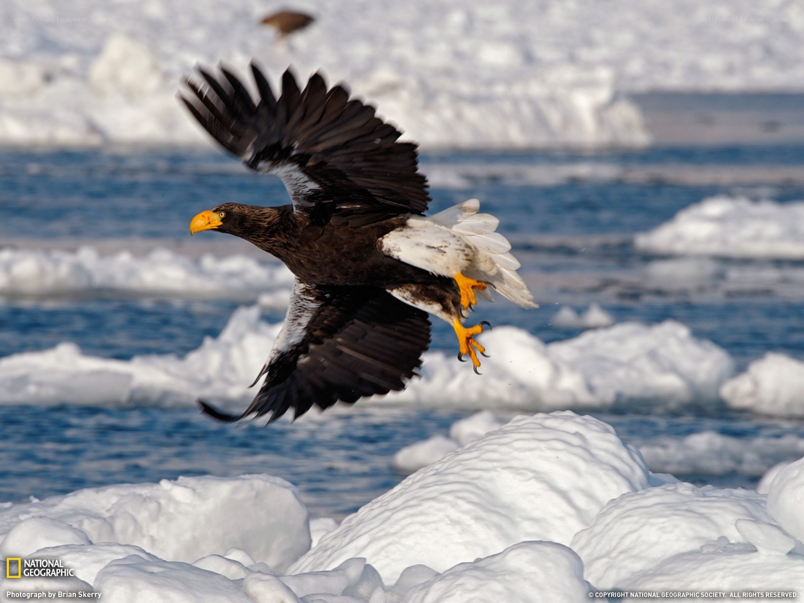 Steller's sea eagle in flight