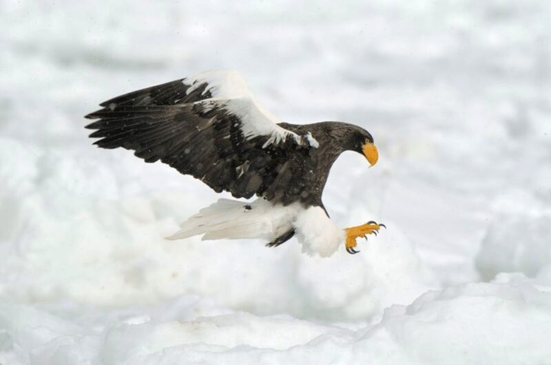 Steller's sea eagle in flight