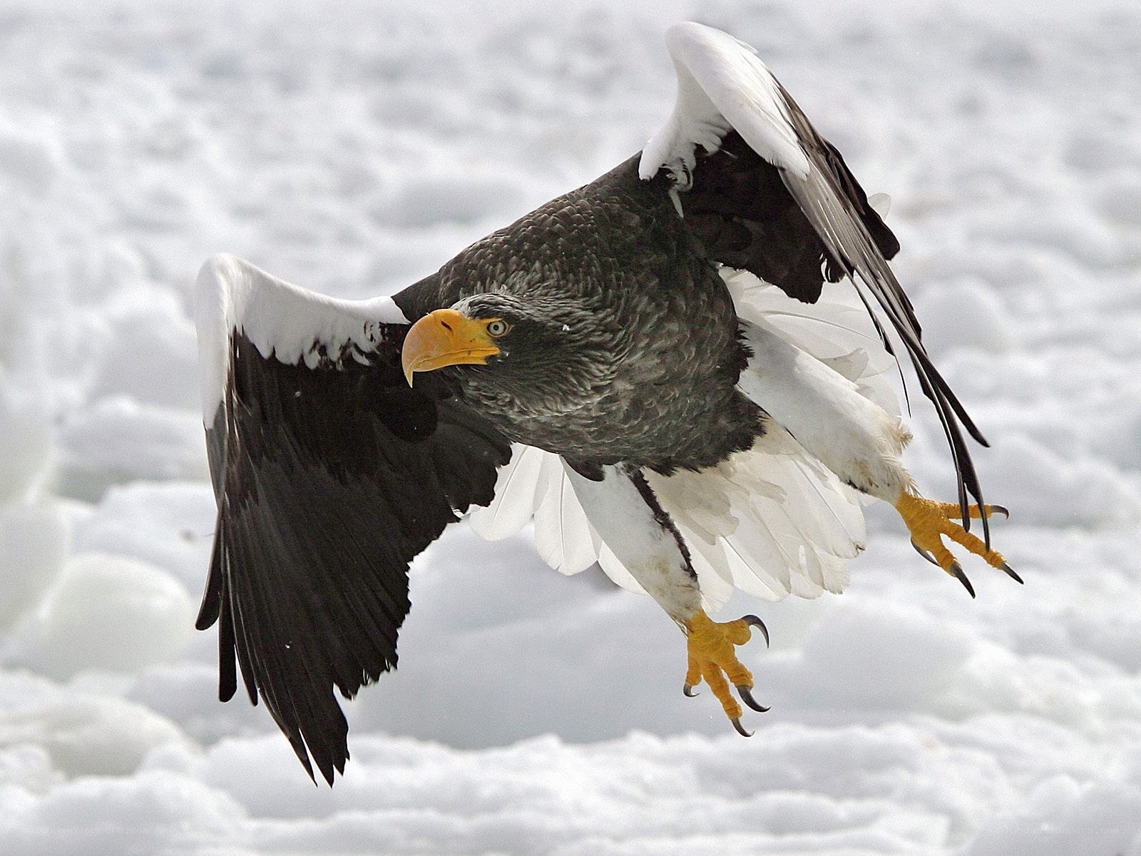 Steller's sea eagle in flight