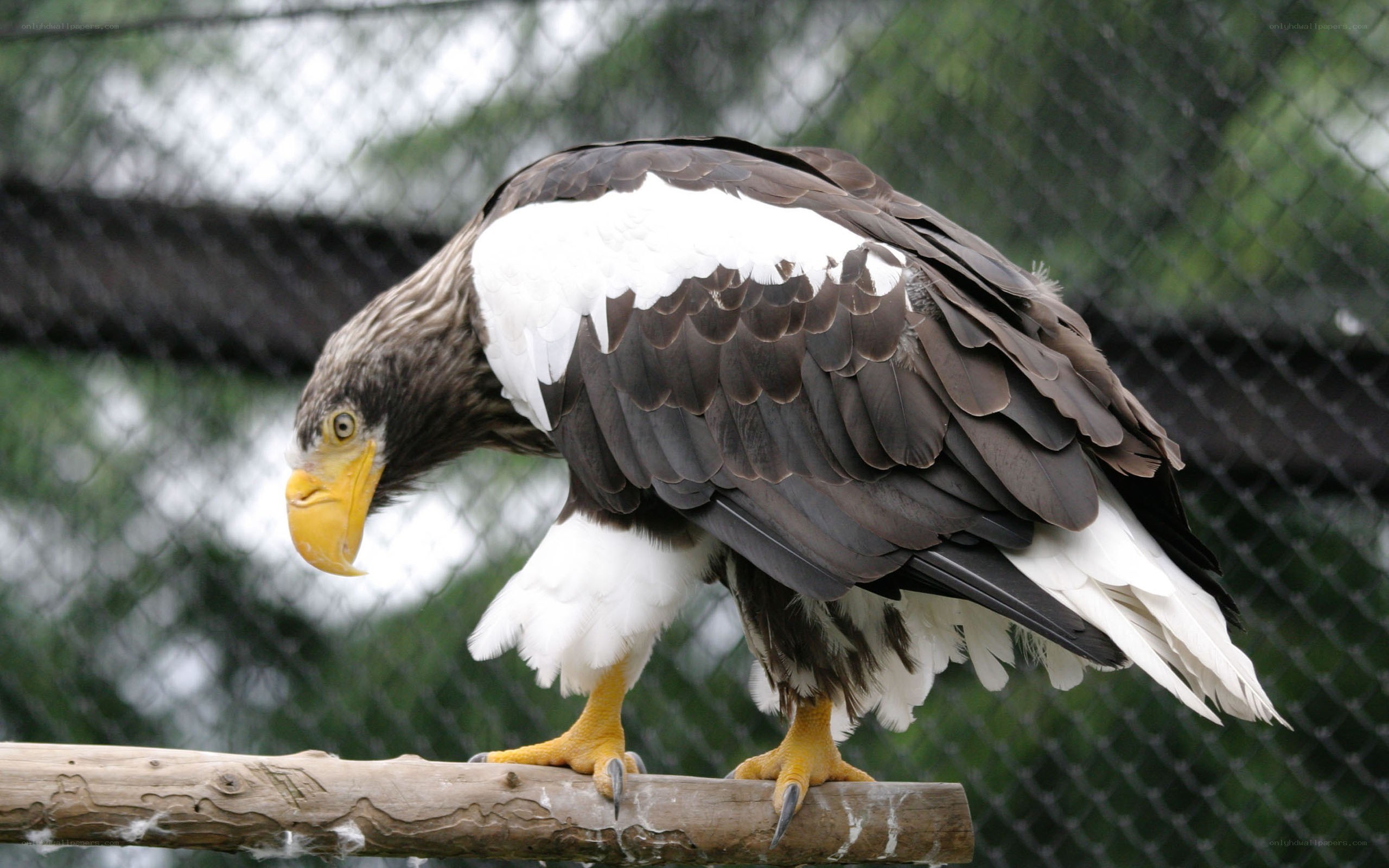 Steller's sea eagle on a branch