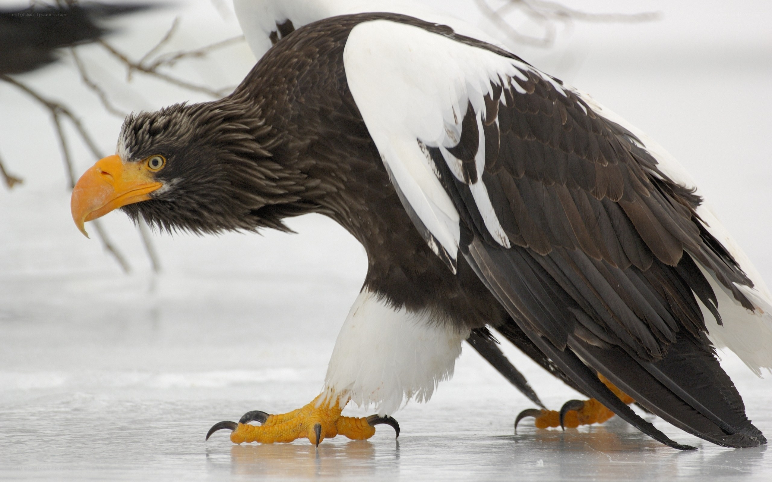 Steller's sea eagle on ice