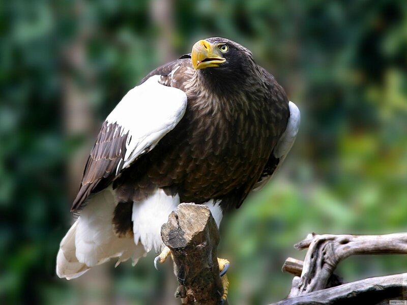 Steller's sea eagle perched