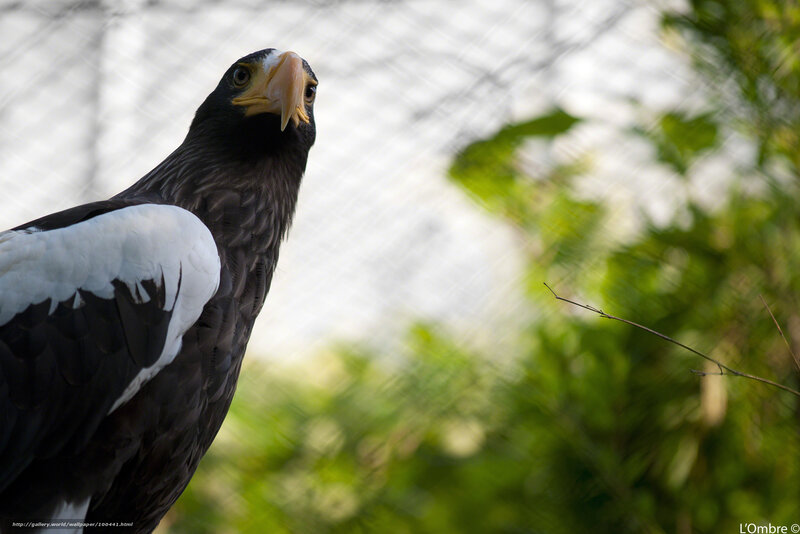 Steller's sea eagle portrait