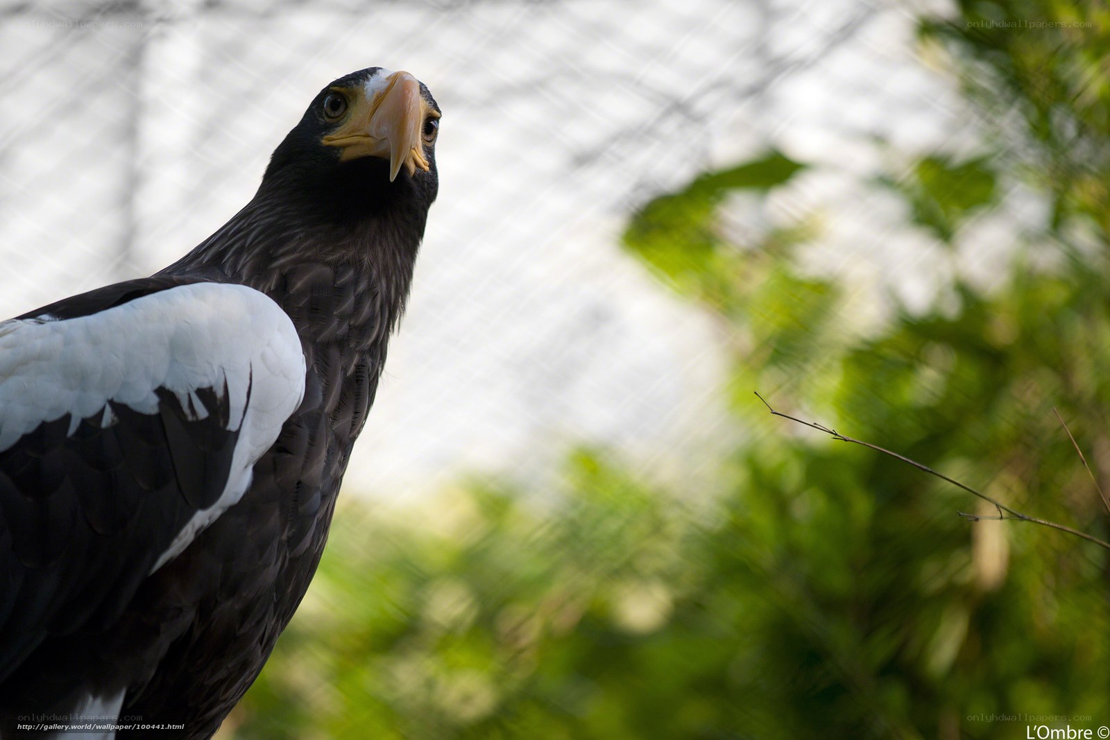 Steller's sea eagle portrait