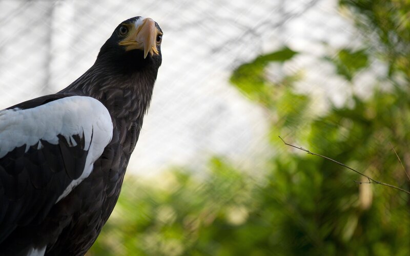 Steller's sea eagle