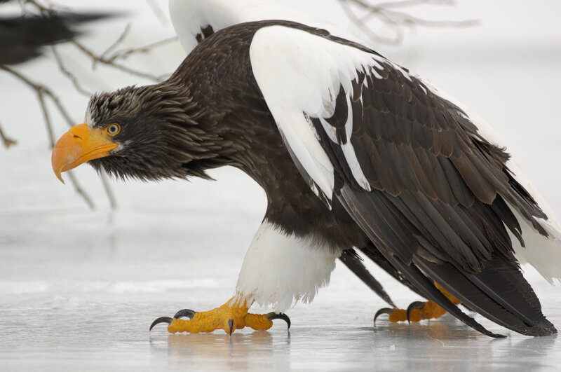 Steller's Sea Eagle — White, Alert