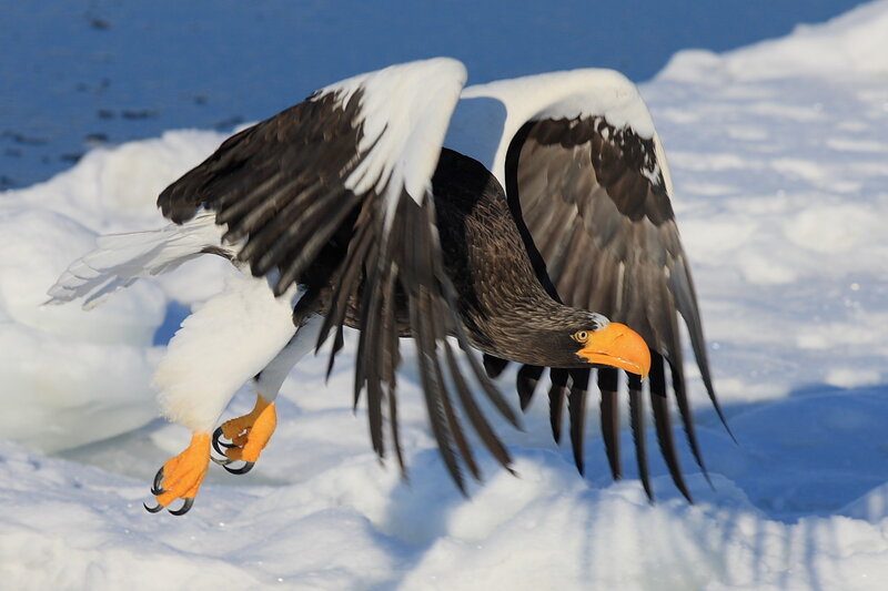 Steller's Sea Eagle — White, Dramatic