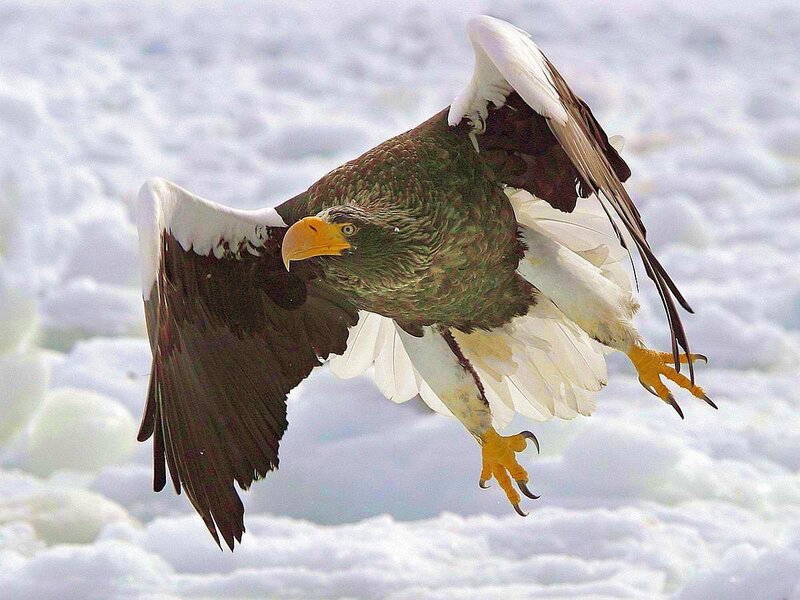 Steller's Sea Eagle — White, Dramatic, Winter, Photograph, Snow, Ice