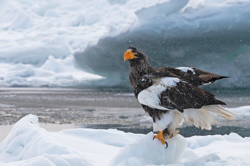 Steller's Sea Eagle — White, Dramatic, Winter, Photograph