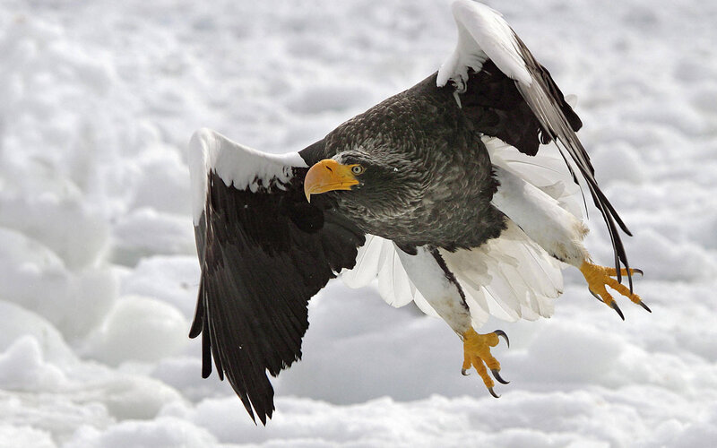 Steller's Sea Eagle — White, Dramatic, Winter