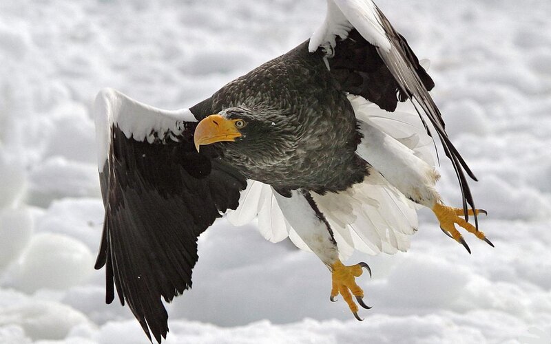 Steller's Sea Eagle — White