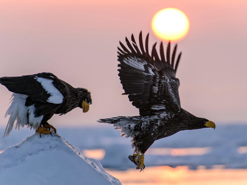 Steller's Sea Eagles